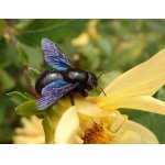 Samotářská včela drvodělka