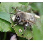 Pelenoska hluchavková - samec