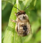 Pelenoska čistcová