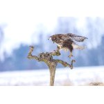 Káně lesní - Buteo buteo
