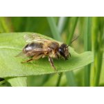 Pískorypka - samotářská včela