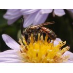 Ploskočelka načervenalá