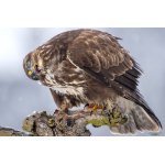 Káně lesní - Buteo buteo