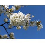 všem Jiříkům k svátku