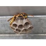 Vosík francouzský při stavbě hnízda