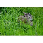 MAMINKA O MNĚ VÍ !!!