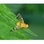 Trypeta artemisiae  - vrtulovití