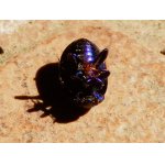 Pri dotyku sa robil mrtvý.