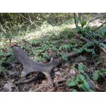 Letos první daňčí, čerstvě shozený s tmavým zabarvením