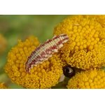 Larva zlatoočky