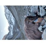 Tahr himalajský