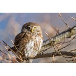 Kulíšek nejmenší (Glaucidium passerinum) 