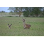 jelen sika japonský (cervus nippon nippon )