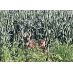 Zvědavé