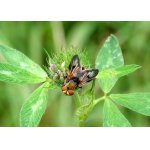 ..