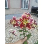 Lilie 