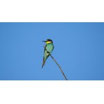 Vlha pestrá