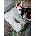 Nechápem dokedy ju nepohladim furt ju za mnou nosí 