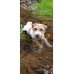 JRT Rex
