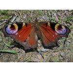 ***