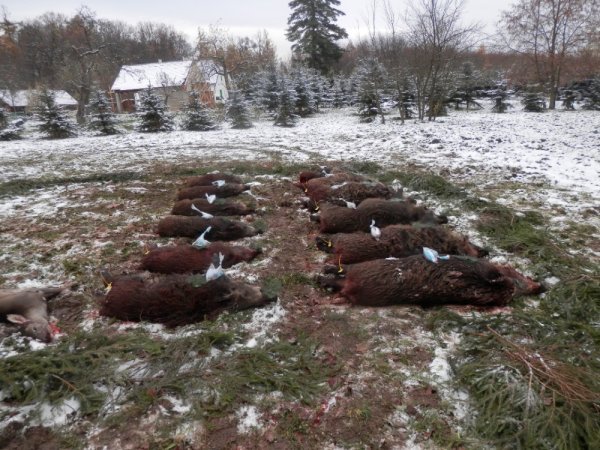 Naháňka na zvěř černou