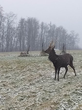 Sika japonský lov v oboře