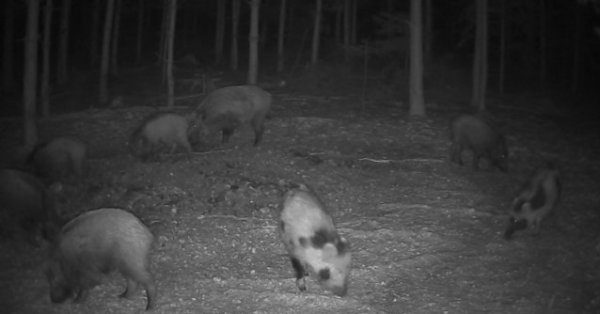 Naháňka na černou zvěř 