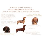 Jezevčík hladkosrstý standard 