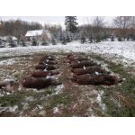 Naháňka na zvěř černou