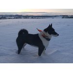 Ruskoevropská lajka - štěňata