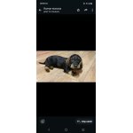 Jezevčík standard drsnosrstý s PP