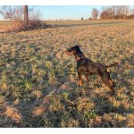 Prodej psa-jagdterrier