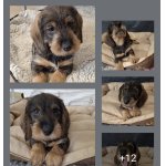 Jezevčík drsnosrstý standard štěňátka 