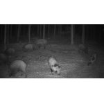 Naháňka na černou zvěř 