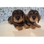 Jezevčík drsnosrstý standard 