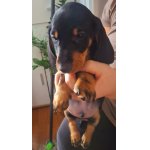 Jezevčík standard hladkosrstý