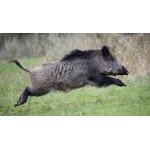 Roční povolenka k lovu