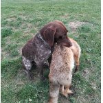 Německý ohař krátkosrstý Bad z Čertovskeho nebe