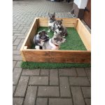 Západosibiřská lajka