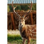 Poptávka po honitbě