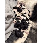 vrh A z Kocmánku - štěňátka VMO s PP