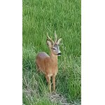 Lov srnce na Vysočině