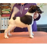 Foxteriér hladkosrstý