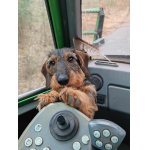 Členství - hostování.