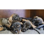 Jezevčík drsnosrstý standard s PP