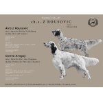 Anglický setr štěňata