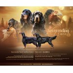 Gordonsetr s PP, opakované spojení