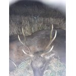 Povolenka k lovu karlovarsko