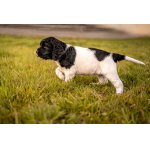 Amy z Kocmánku - štěňátko VMO s PP