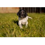 Abigail z Kocmánku - štěňátko VMO s PP